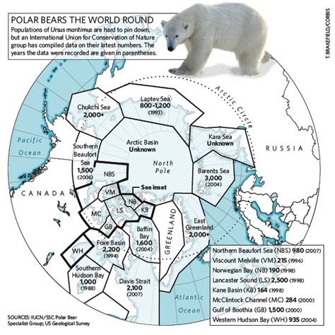 Polar Bear Numbers At 2005 From Courtland 2008 Nature See East