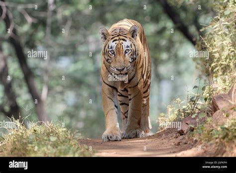 Royal Bengal Tiger Panthera Tigris Tigris Walking In Forest