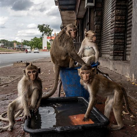 FARK.com: (11436803) Researchers find the origins of a colony of