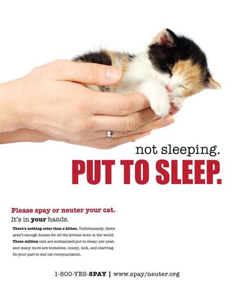 Myth no.10 share spaying and neutering is too expensive. Spay or Neuter your Pet! by Tara T, via Behance | Spay ...