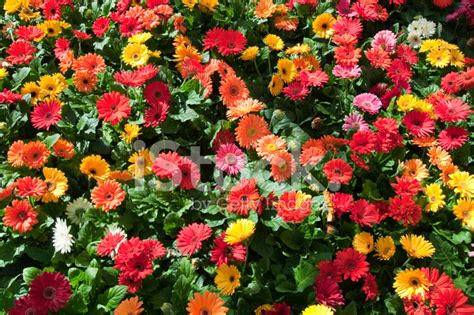 Trova le migliori immagini gratuite di fiori 4k. 10000 scaricato √ Sfondi Colorati Fiori - SfondoSfondi