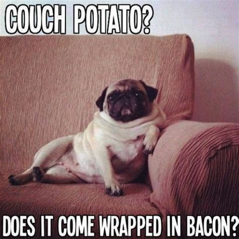 50 Funny Pug Memes Best Funny Pug Pictures Lucky Pug