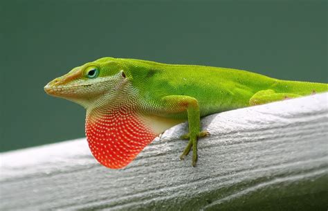 Pin By Karissa Uhlig On Green Anole Lizard Animals