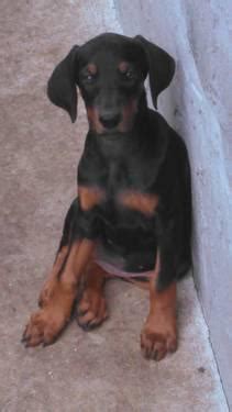 Doberman pinscher puppies for sale. European AKC Doberman Puppies for Sale in Miami, Florida ...