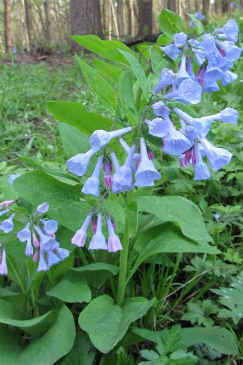 Virginia Bluebells Virginia Bluebells Spring Wildflowers Native