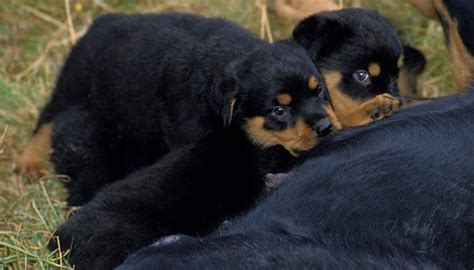 The mother dog has important lessons to if, however, you have an entire litter of puppies and you are asking about introducing them to solid feedings and what to feed them, then. How Much To Feed Rottweiler Puppy | 4 Week - 6 Week - 8 week