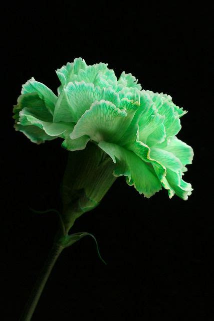 Discover The Enigmatic Green Carnation
