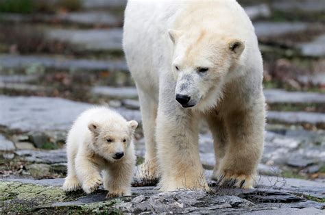 Berlin Zoo Shows Off New Polar Bear Cub