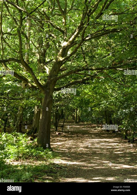 Dappled Sunlight Falling Through Trees Onto Woodland Forest Path By The