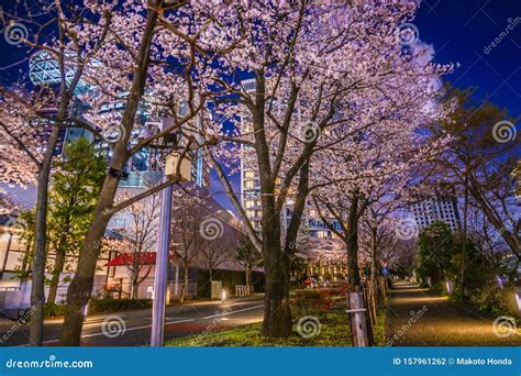 Of Akasakaminato Kutokyo Cherry Blossoms And City Stock Photo Image
