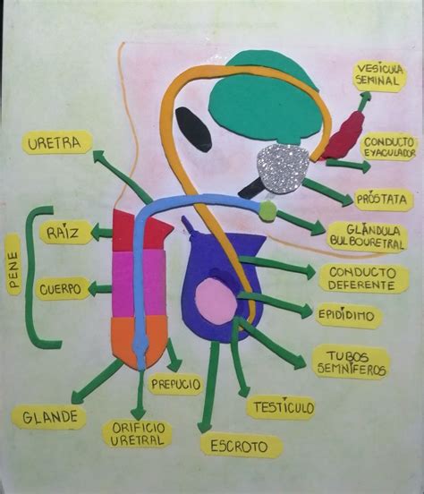 Aparato Reproductor Masculino Maqueta Aparatos Del Cuerpo Humano