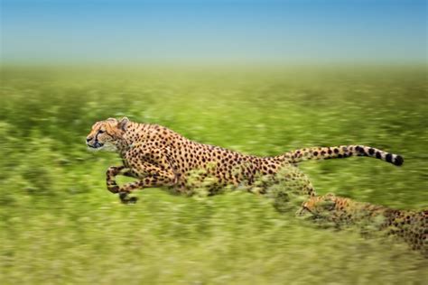 What Are The Fastest Animals In The World Facty
