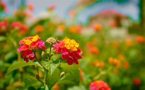 🔥 50 Most Beautiful Nature Wallpaper Flowers Wallpapersafari