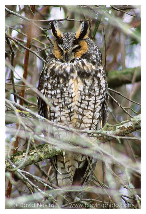 Long Eared Owl David Blevins Nature Photography