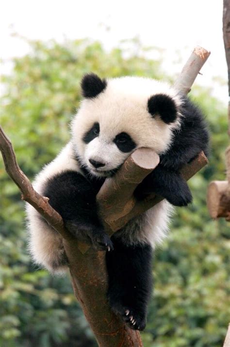 A Baby Panda Bear Awh Baby Panda Bears Pinterest