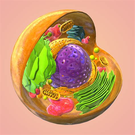 8 Ideas De Celula Celulas Celula Animal Celulas Eucariotas Animal Images