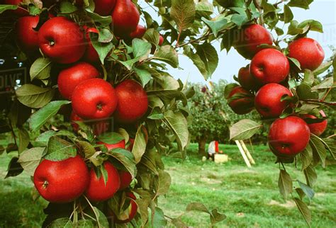 Agriculture Red Delicious Apples On The Tree In An Orchard With