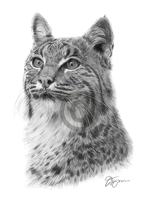 Pencil Drawing Of A Bobcat Lynx By Uk Artist Gary Tymon
