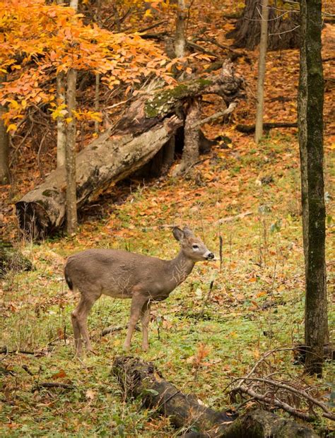 Young Male White Tailed Deer Standing In Autumn Forest Stock Photo