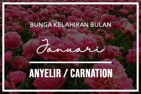 Bunga Kelahiran Bulan Januari Anyelir Carnation