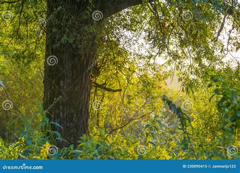 Green Trees In A Colorful Misty Forest In Bright Sunlight In Wetland At