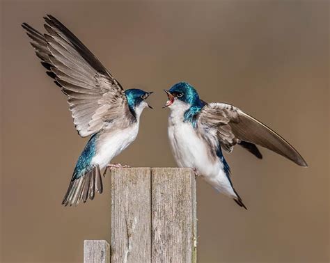 this superb shot of two male tree swallows engaging in territorial behavior by morris