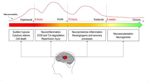 Pathophysiology Of Bloodbrain Barrier Permeability Throughout The