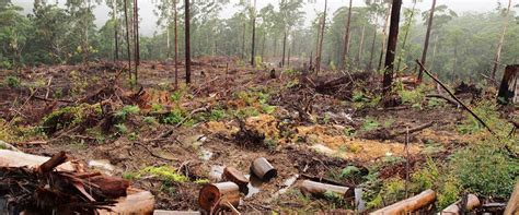 Ending Native Forest Logging Greens Nsw