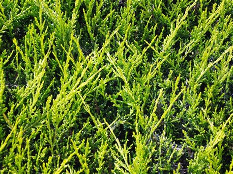 Diseases Of Leyland Cypress Trees Tips On Leyland Cypress Disease