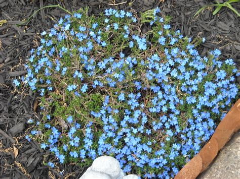 Blue Flowers Ground Cover 2010 04 27 Flickr Photo Sharing