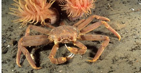 The 10 Largest Crabs In The World A Z Animals