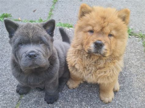 Chow Chow Dog Breed Ukpets