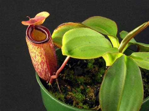 Nepenthes Raja The Giant Malaysian Plant
