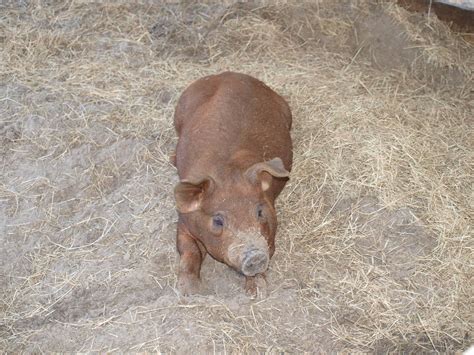Duroc Pictures Little Pig Farm