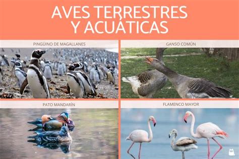 33 Animales Terrestres Y Acuáticos Tipos Y Ejemplos Con Fotos