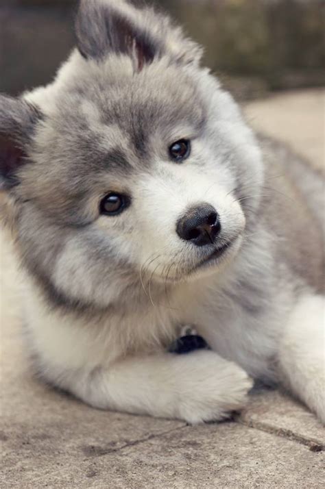 Pin By Megan On Siberian Husky Cute Baby Animals Cute Animals Puppies