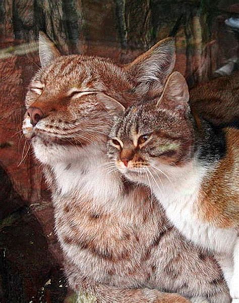 Stray Cat Befriends Lynx At Zoo 4 Pics Video Amazing Creatures