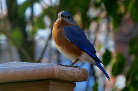 Eastern Bluebird - BirdWatching