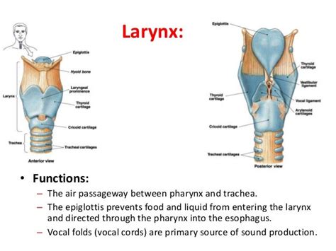 Pharynx Anatomy Function In Respiratory System
