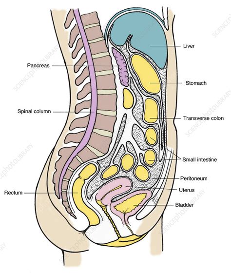 Showing the internal organs highlighting the stomach and intestines. Illustration of Female Internal Organs - Stock Image ...