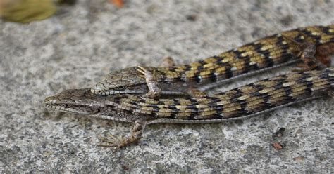 Alligator Lizard Learn About Nature
