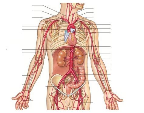 There are two main coronary arteries: Major Systemic Arteries pt 1 - PurposeGames