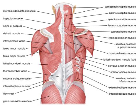 Back Muscles Labeled Diagram Anatomy And Structure Erofound