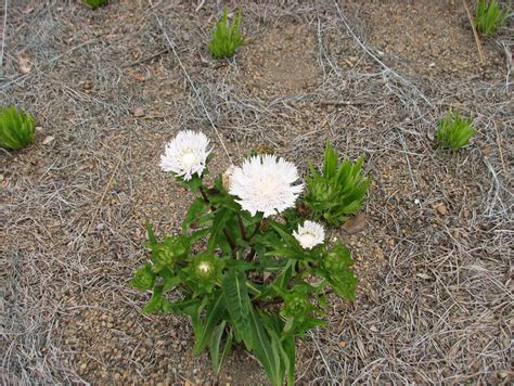 Weekly “what Is It” Stokes Aster Ufifas Extension Escambia County