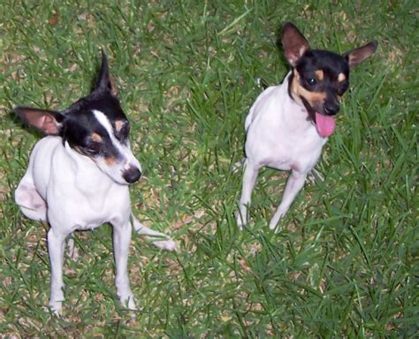 It is important to provide regular annual cost of owning a toy fox terrier puppy. Toy Fox Terrier Breed Guide - Learn about the Toy Fox Terrier.