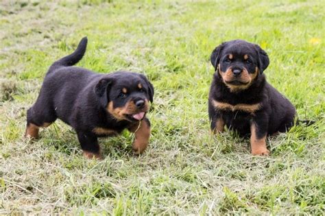 If you are unable to find your rottweiler puppy in our puppy for sale or dog for sale sections, please consider looking thru thousands of rottweiler dogs for adoption. Rottweiler Puppies Sale | Indianapolis, IN #1322 | Hoobly.US