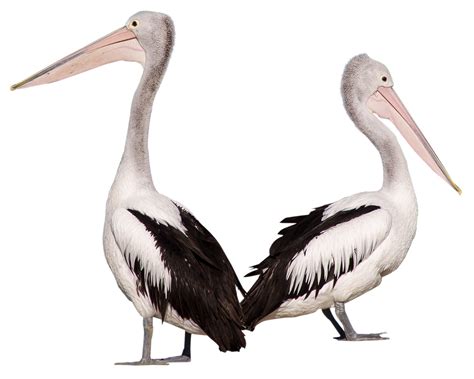 Pelican Birds Png Image Purepng Free Transparent Cc0 Png Image Library