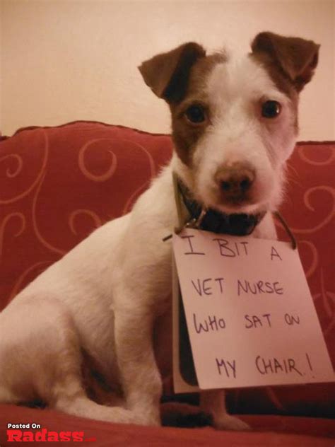 The Best Of Dog Shaming 40 Pics