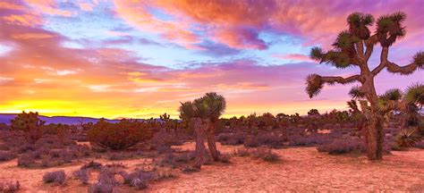 Cactus Desert Landscape Wallpaper Popular Century