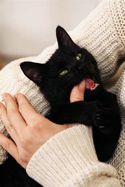 How To Deal With Cat Love Bites Thecatsite